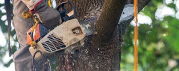 How Our Tree Care Process Works  in  Broadview Park, FL